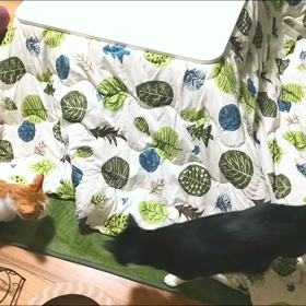 猫ホイホイの画像