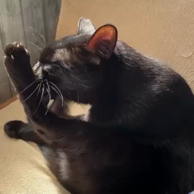 黒猫ドンちゃんのとある1日の画像