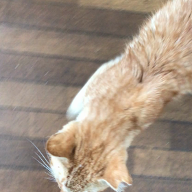 FIP(猫伝染性腹膜炎)治療中のチリコさんの画像