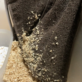 ウズラって面白いの画像