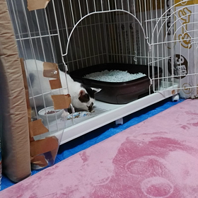 ごはんタイム(109日目)の画像