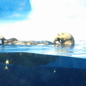 ラッコ動画６の画像