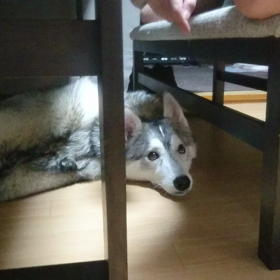 シベリアンハスキー？いいえ、フクロウかもしれません、の画像