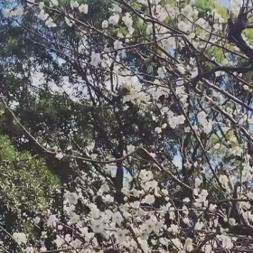 近所の梅の木にウグイス♪の画像