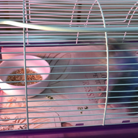 PBFDと言われての画像