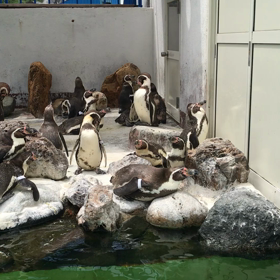 ペンギンの画像