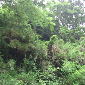 うぐいすの画像