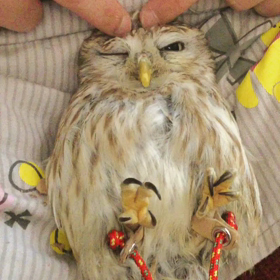 ともだちメルちゃんの画像