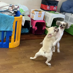 ハルちゃん&ロースの画像