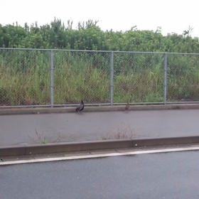 桃太郎はいずこに？の画像