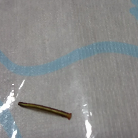 早い早いの画像