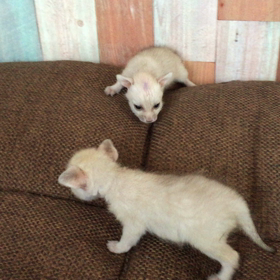 ★ヨチヨチ歩き★の画像