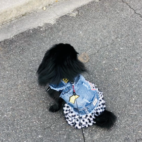 2020年3月29日　狂犬病の画像