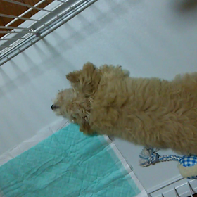 カーペットみたいなワンコの画像