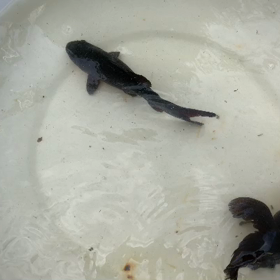 黒出目金と同じ黒の画像