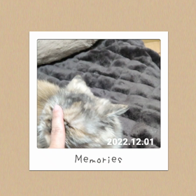 ママの手でお顔キレイキレイにゃの画像