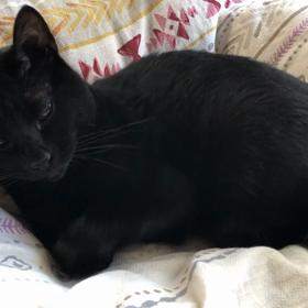 ジージョは、バイリンガルかと思ってました。。。の画像