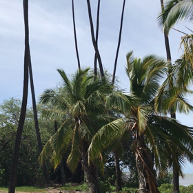 カラマウラの画像