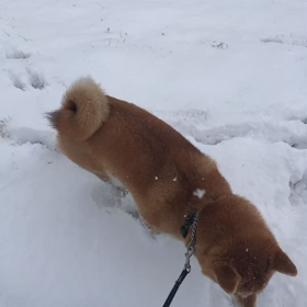 入院3日目 退院ですの画像