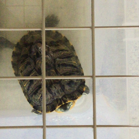 お友達になりたいの画像