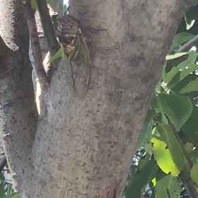 残暑お見舞い申し上げますの画像