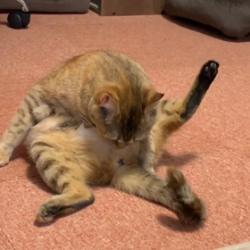 あおいちゃんの画像