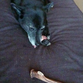 あばら骨の画像