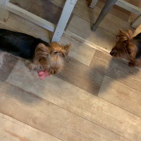 小麦VS皐月の画像