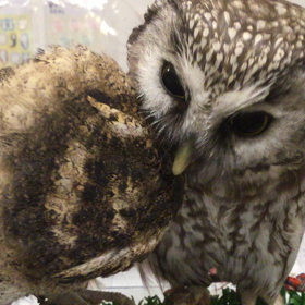 フクロウの頭カキカキの画像