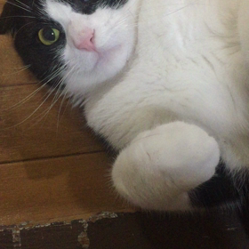 20180428  はやいものですの画像