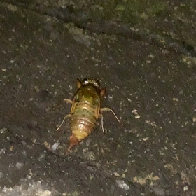 危うく踏みそうになった夏の風物詩の画像