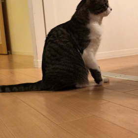 今日のネコの画像