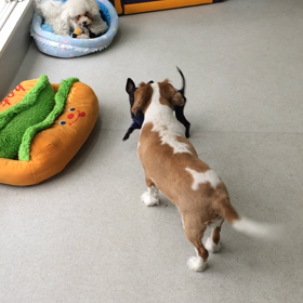 ♪プレイルーム動画♪②の画像