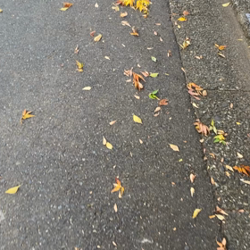 秋らしくなってきましたねの画像