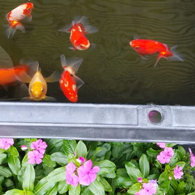 初の土佐錦魚品評会の画像