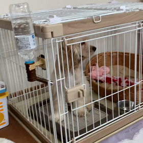 はじめましてタフィーですの画像