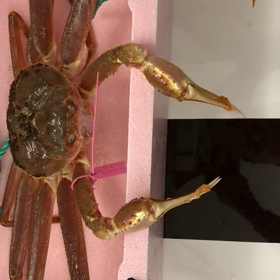 か、蟹が…の画像