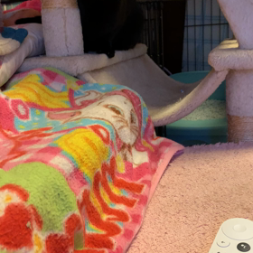 れんちゃんの画像