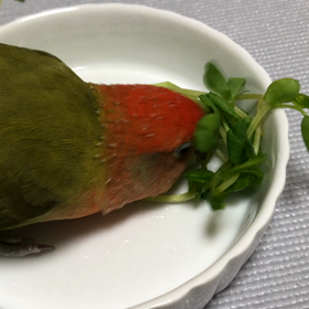 お正月準備の画像