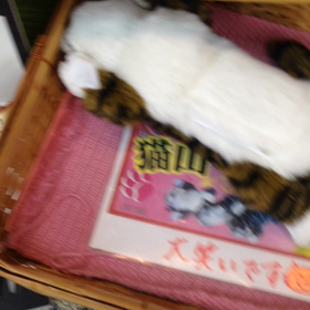 猫山さん (=^x^=)の画像