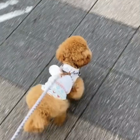 宇野樹君インスタストーリーより　散歩が上達！の画像