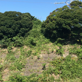 セミとウグイス！？ん！？の画像