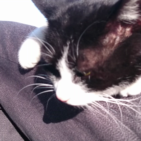 ハッチ 動画の画像