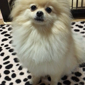 今日からヤング〜の画像