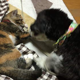 癒されるわぁ〜〜の画像