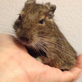 初動画かもの画像