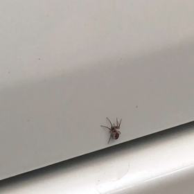 口が達者の画像