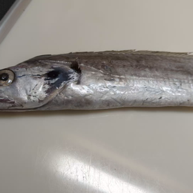 太刀魚はホントに長いんだの画像