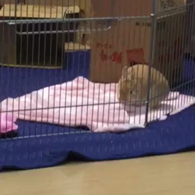 ぴょんちゃんｵﾘﾝﾋﾟｯｸの画像