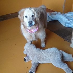 猟犬の本能の画像